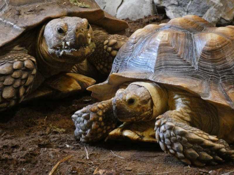 Afrikaanse sporenschildpad - De Zonnegloed - Dierenpark - Dieren opvangcentrum - Sanctuary Afrikaanse sporenschildpad - De Zonnegloed - Dierenpark - Dieren opvangcentrum - Sanctuary
